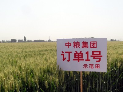 中粮集团：绿色农业的行业引领者