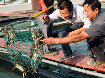 固城湖螃蟹：发展绿色生态养殖，加快品牌渔业建设