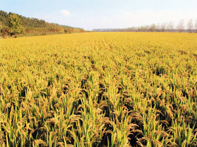 射阳大米：创建区域公用品牌，打造百亿稻米产业
